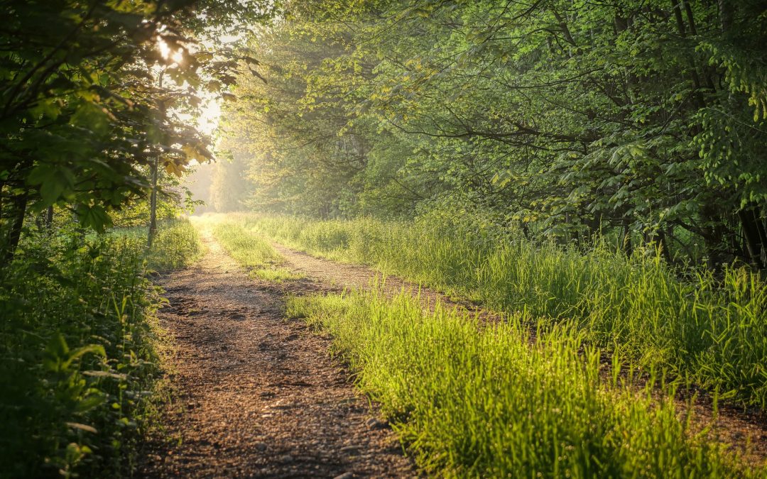 San Rossore (Pisa)_Camminata gratuita con UNICOOP Valdera_Domenica 16 Giugno 2024